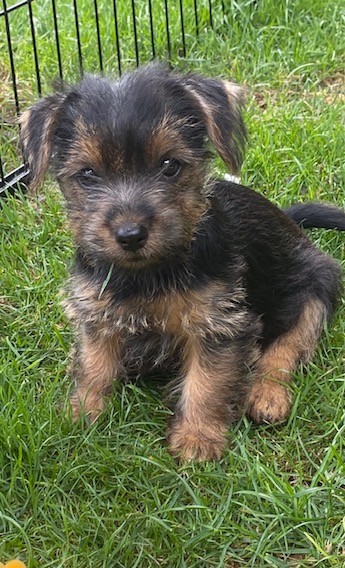 Hund 1