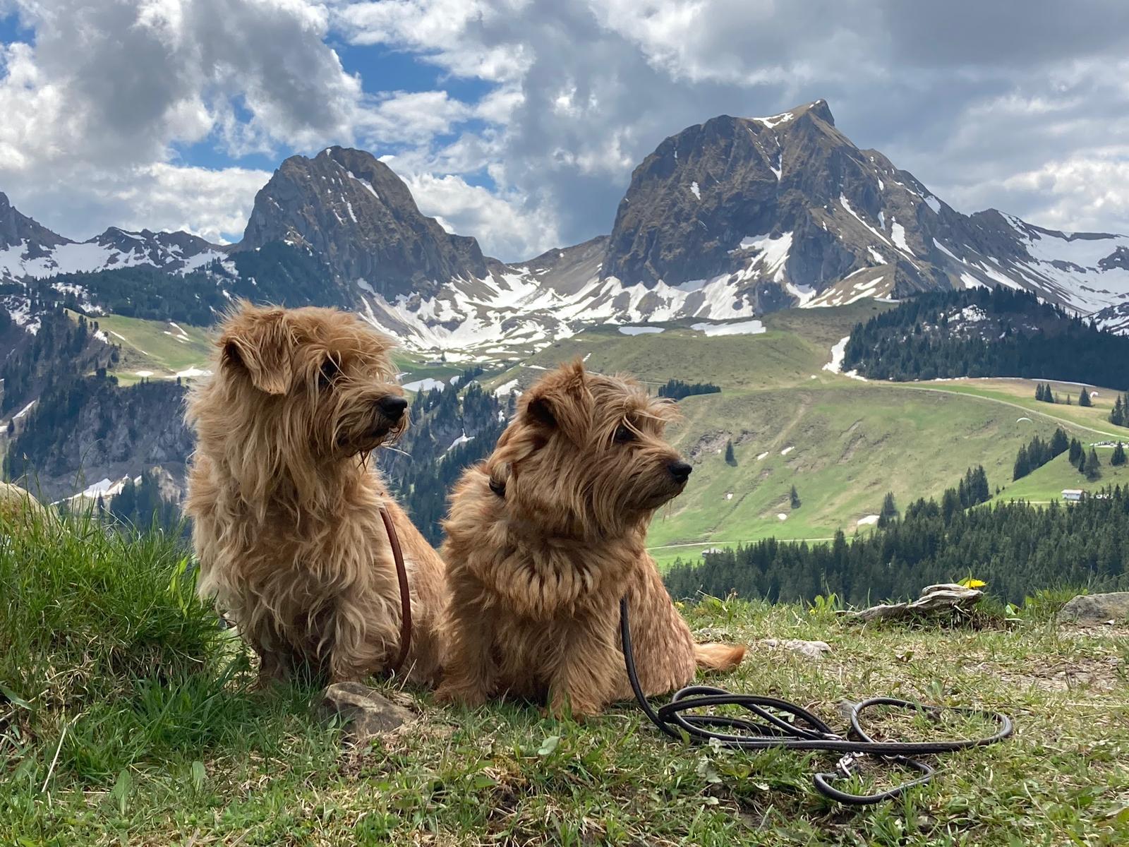 2 Hunde und Berge